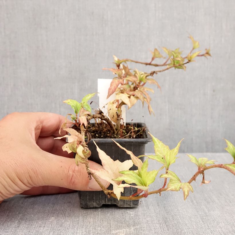 Exemplaar van Hedera Cross Switch - Klimop Kweekpotje van 8/9 cm zoals geleverd in de herfst