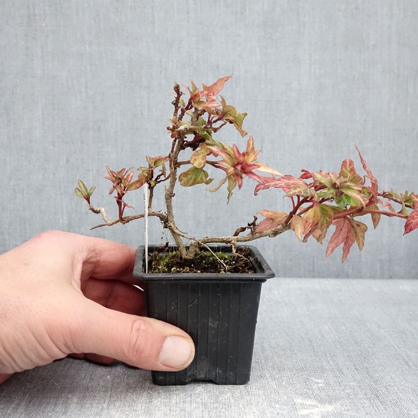 Example of Hedera Cross Switch - Klimop Kweekpotje van 8/9 cm as you get in hiver