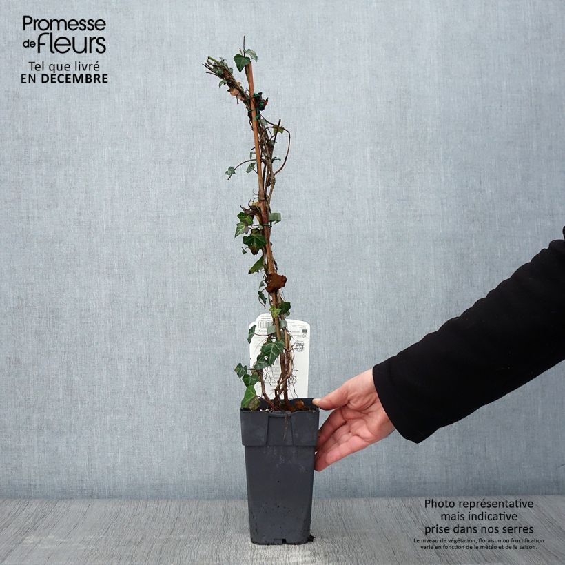 Exemplaar van Hedera helix - Gewone klimop Pot van 1 l/1,5 l zoals geleverd in de herfst