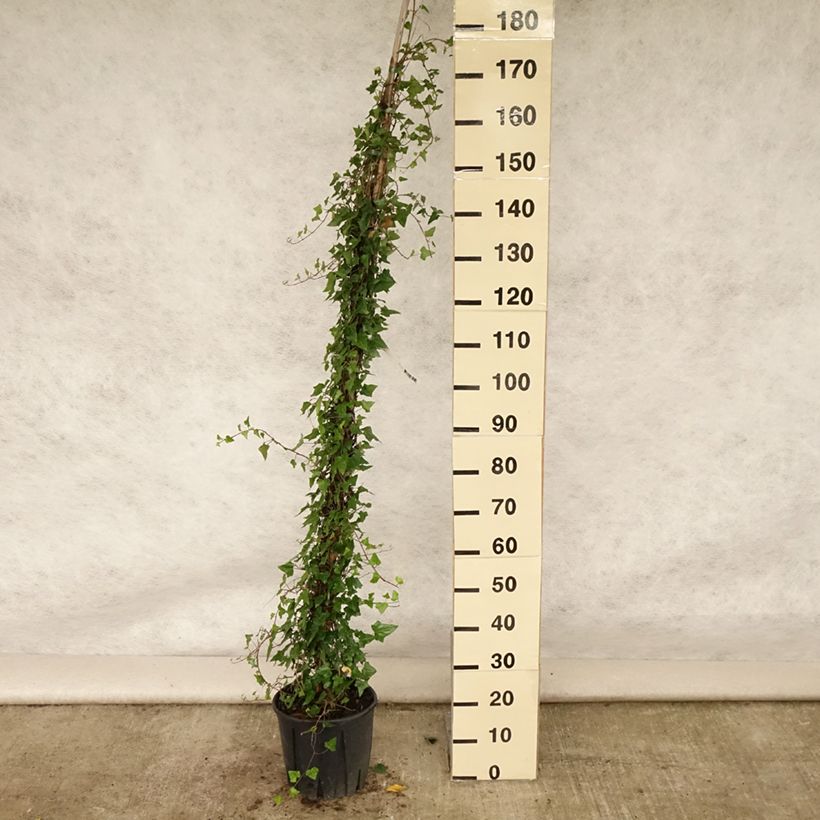 Exemplaar van Hedera helix - Gewone klimop Pot van 4 l/5 l zoals geleverd in de zomer