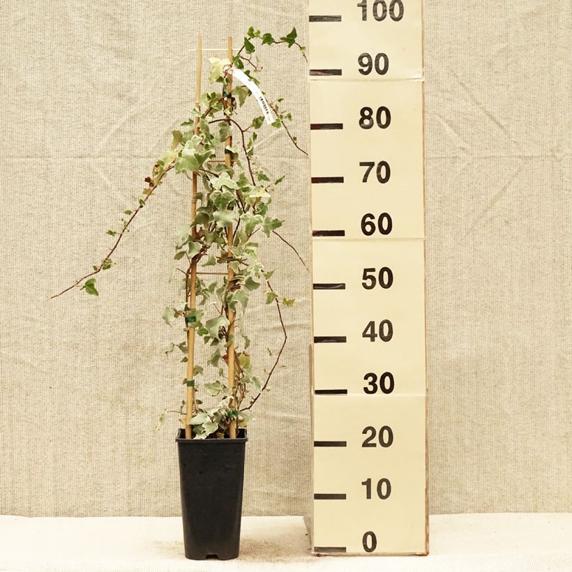 Exemplaar van Hedera Eva - Klimop Pot van 2 l/3 l zoals geleverd in de lente