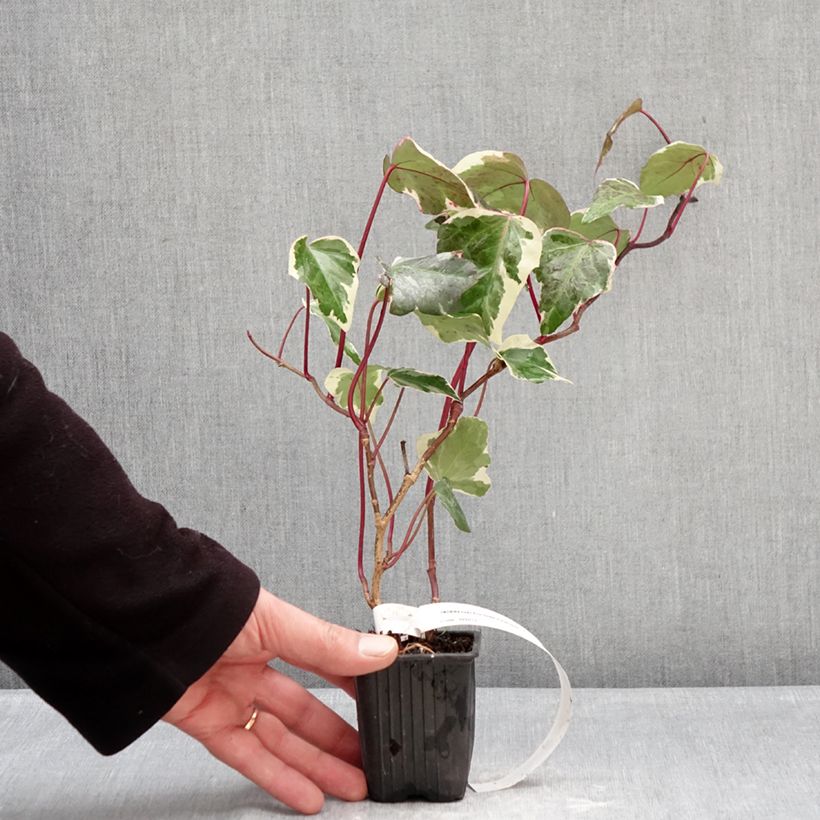 Exemplaar van Hedera Eva - Klimop Kweekpotje van 8/9 cm zoals geleverd in de winter