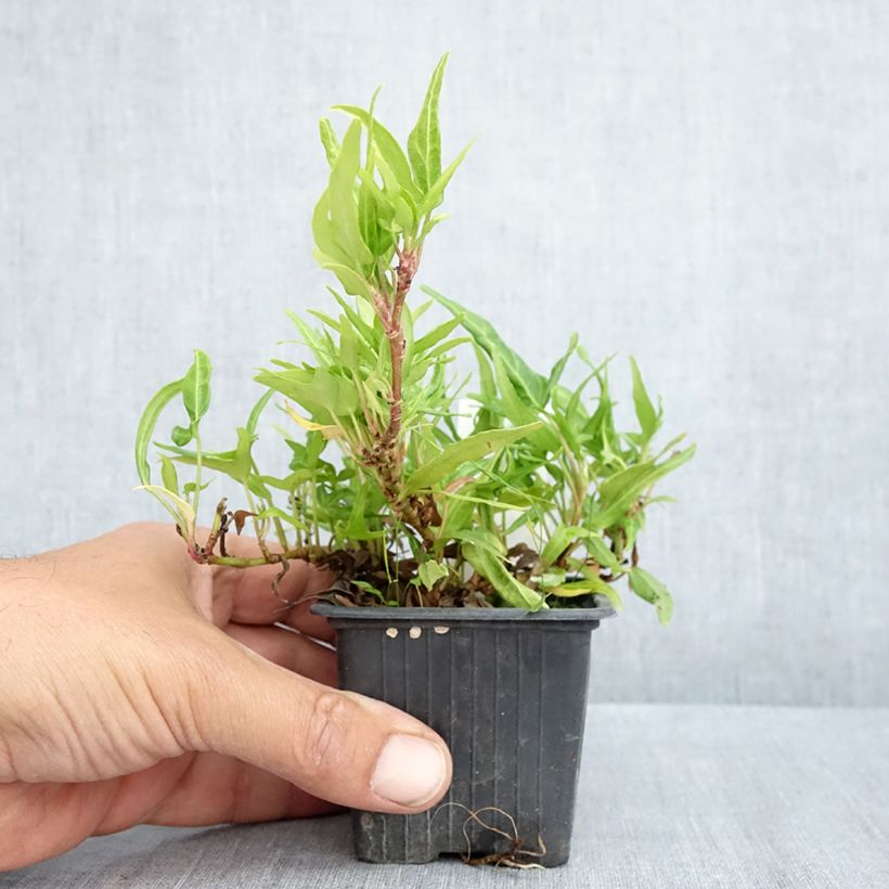 Exemplaar van Hedera Evergreen - Klimop Kweekpotje van 8/9 cm zoals geleverd in de lente