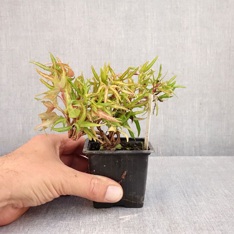 Exemplaar van Hedera Evergreen - Klimop Kweekpotje van 8/9 cm zoals geleverd in de herfst