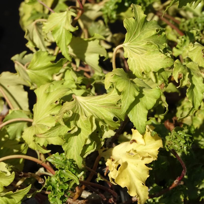 Hedera Filigran - Klimop (Blad)