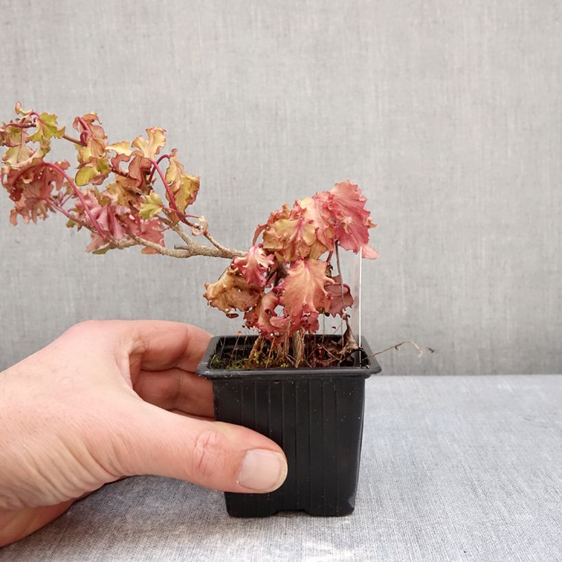 Example of Lierre commun - Hedera helix Filigran Kweekpotje van 8/9 cm as you get in hiver