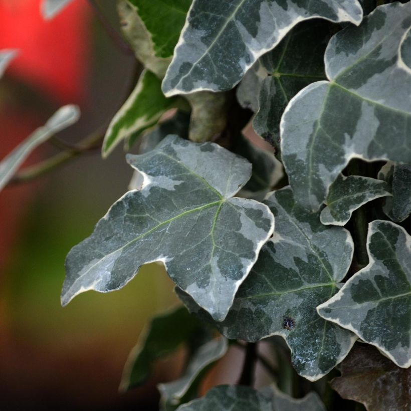 Hedera Glacier - Klimop (Foliage)