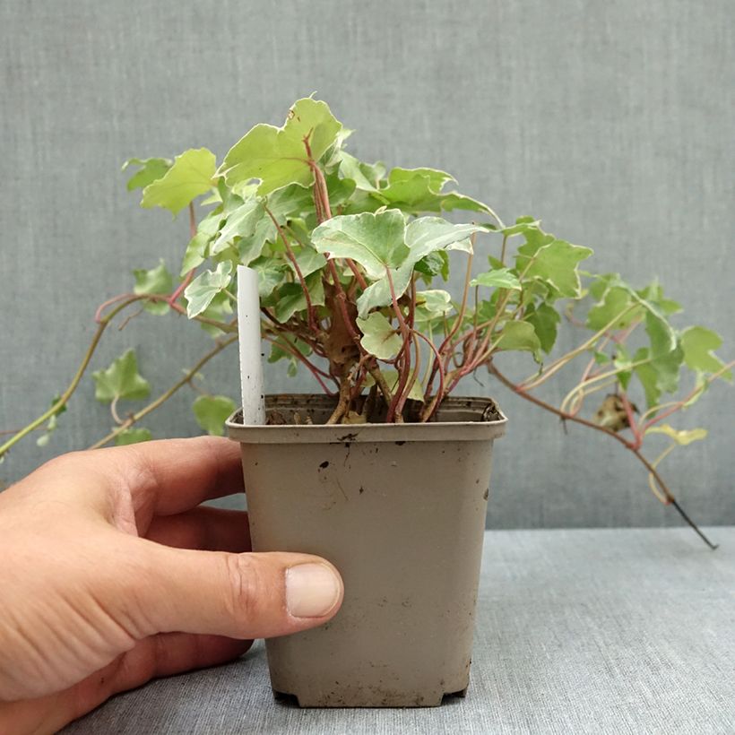 Exemplaar van Hedera Glacier - Klimop Kweekpotje van 8/9 cm zoals geleverd in de zomer