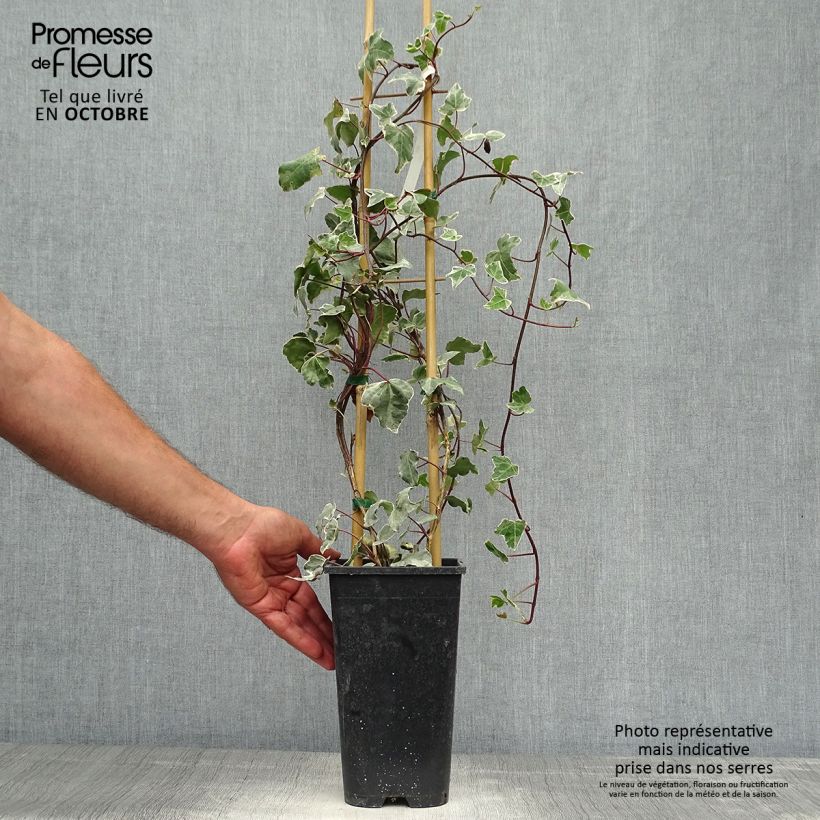 Exemplaar van Hedera Glacier - Klimop Pot van 2 l/3 l zoals geleverd in de herfst