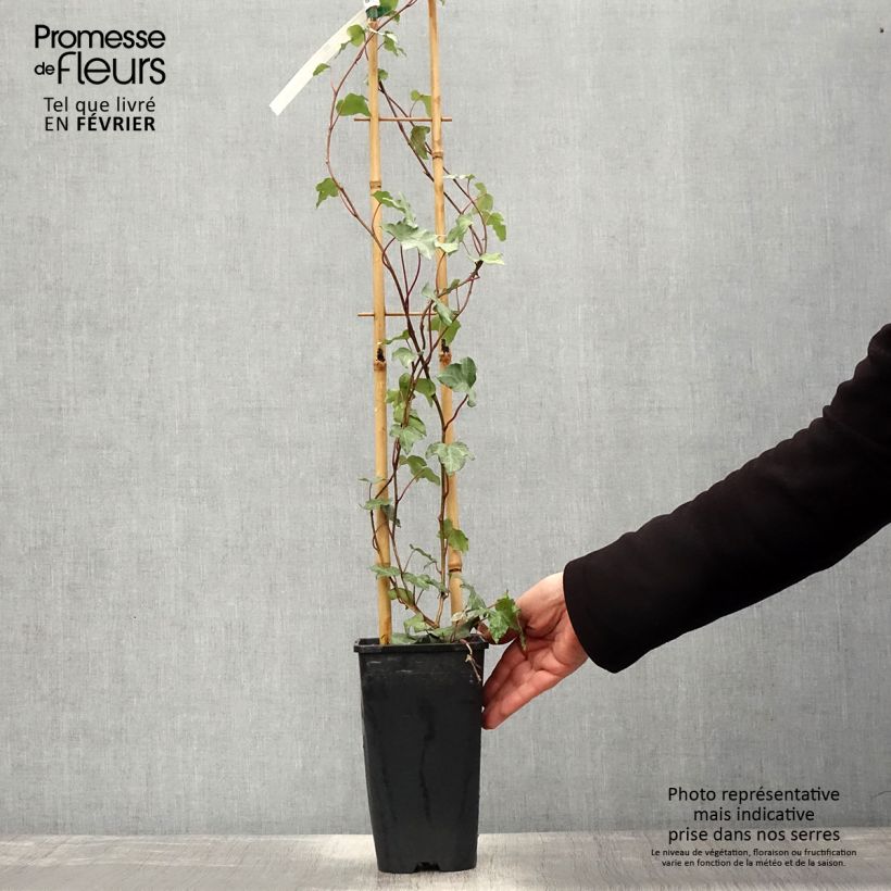 Example of Hedera Glacier - Klimop Pot van 2 l/3 l as you get in hiver