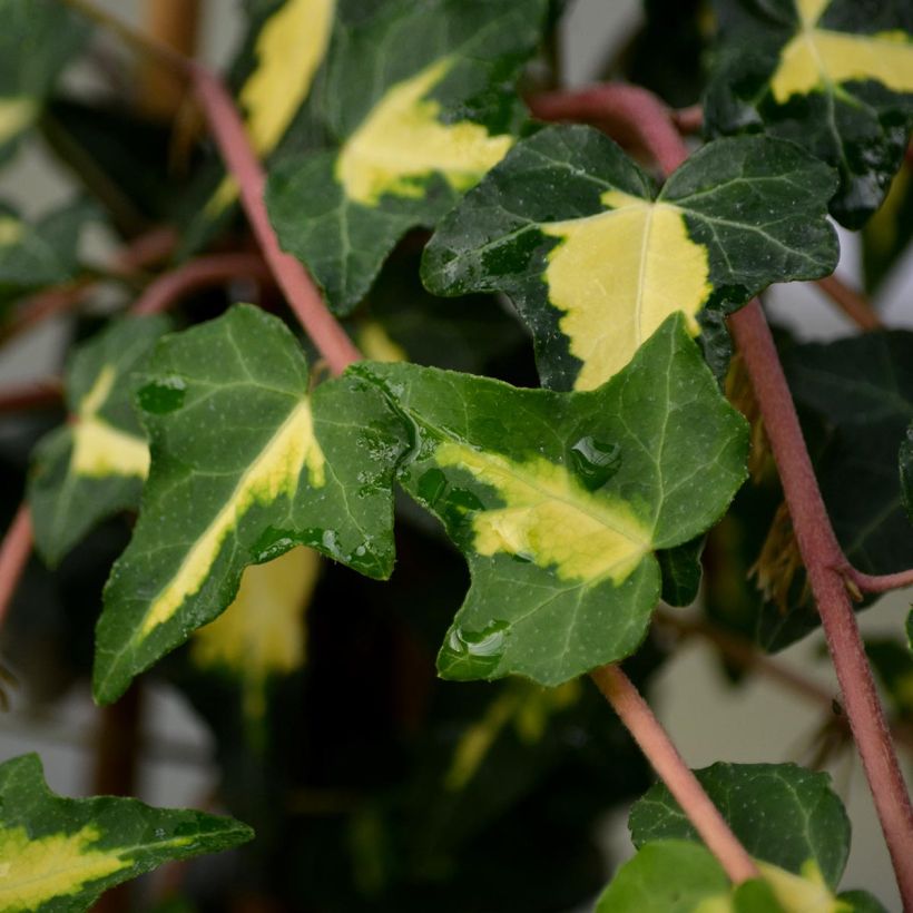 Hedera Goldheart - Klimop (Foliage)