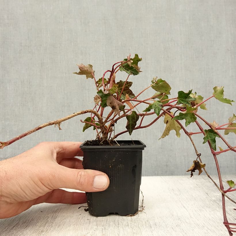 Exemplaar van Hedera Ivalace - Klimop Kweekpotje van 8/9 cm zoals geleverd in de herfst