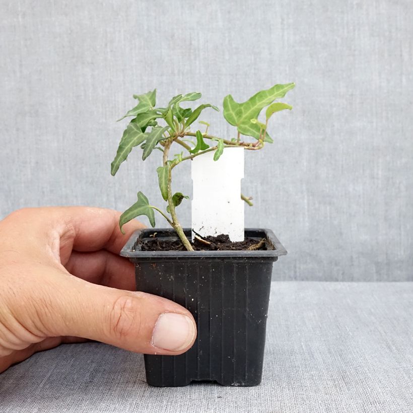 Exemplaar van Hedera Kappeln - Klimop Kweekpotje van 8/9 cm zoals geleverd in de zomer