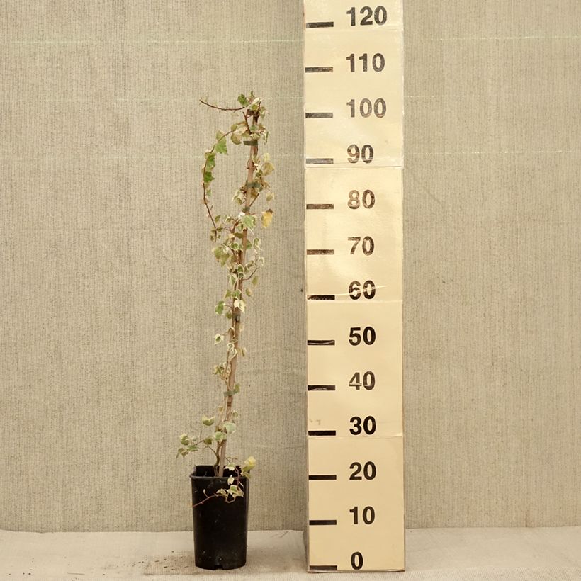 Exemplaar van Hedera Little Diamond - Klimop Pot van 3 l/4 l zoals geleverd in de herfst