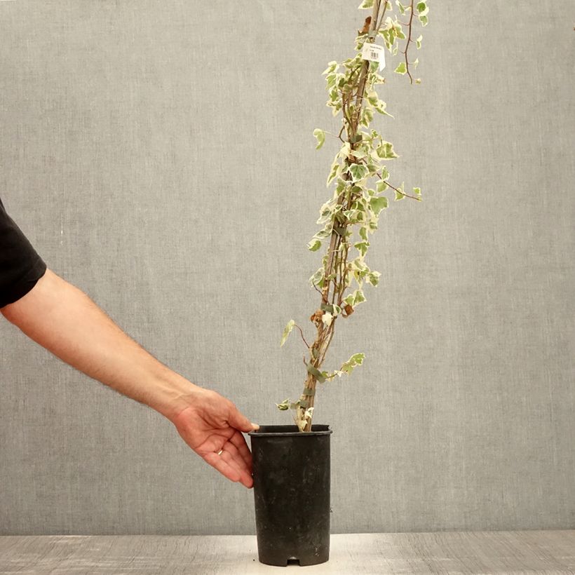 Exemplaar van Hedera Little Diamond - Klimop Pot van 3 l/4 l zoals geleverd in de zomer