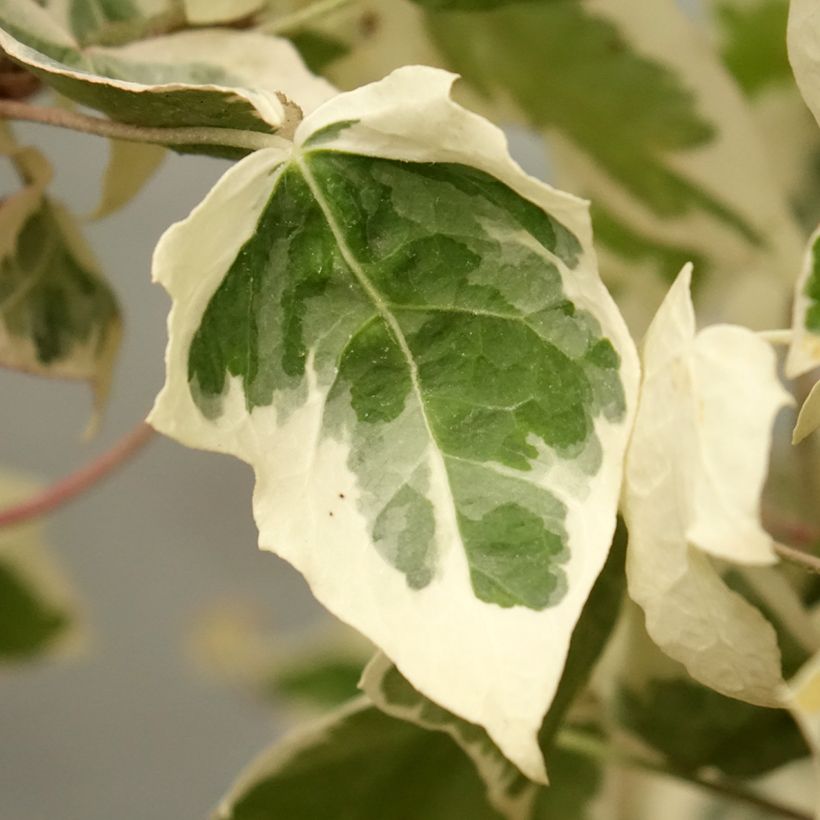 Hedera Little Diamond - Klimop (Blad)