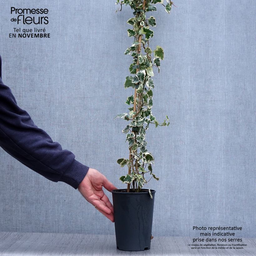 Exemplaar van Hedera Marginata Elegantissima - Klimop Pot van 2 l/3 l zoals geleverd in de herfst