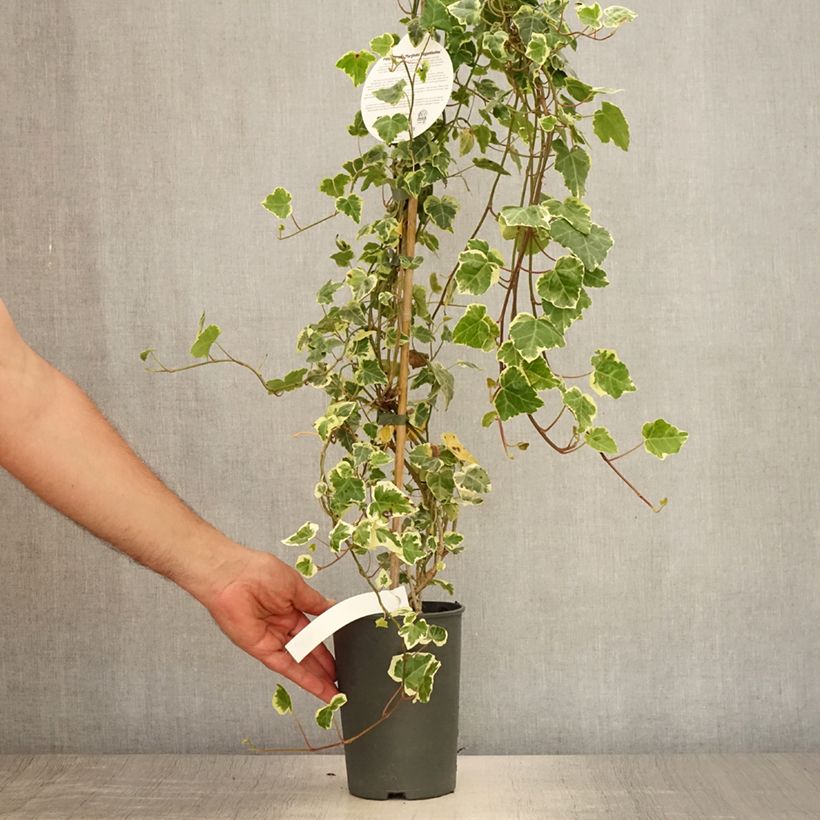 Exemplaar van Hedera Marginata Elegantissima - Klimop Pot van 2 l/3 l zoals geleverd in de zomer