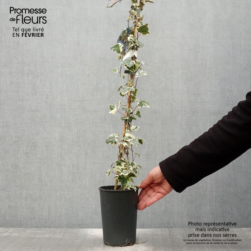 Example of Hedera Marginata Elegantissima - Klimop Pot van 2 l/3 l as you get in hiver