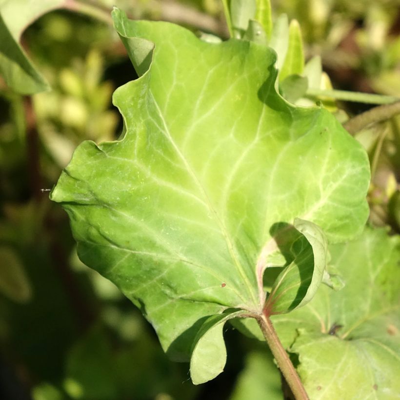 Hedera Obelix - Klimop (Blad)