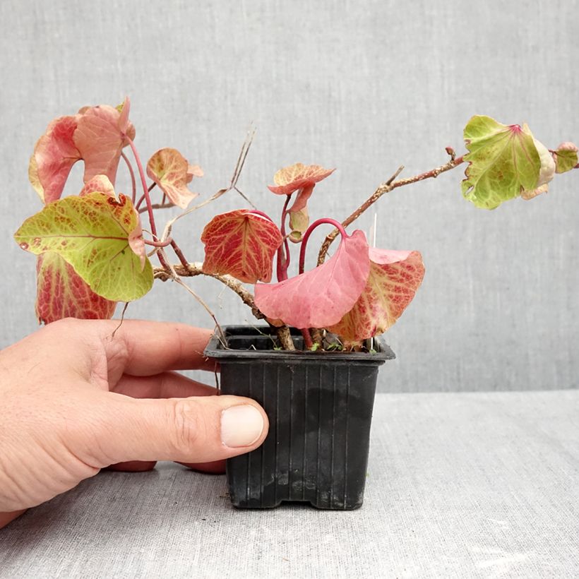 Exemplaar van Hedera Obelix - Klimop Kweekpotje van 8/9 cm zoals geleverd in de herfst