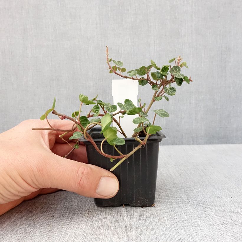 Example of Lierre commun - Hedera helix Peter Pan Kweekpotje van 8/9 cm as you get in printemps