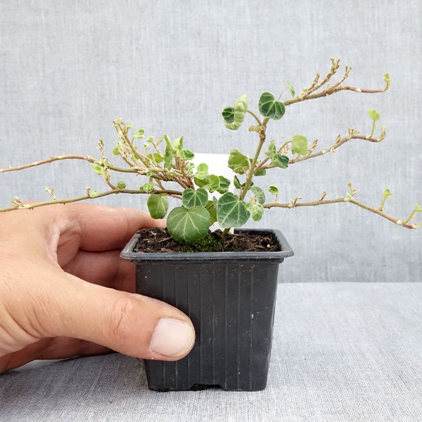 Exemplaar van Hedera Peter Pan - Klimop Kweekpotje van 8/9 cm zoals geleverd in de zomer
