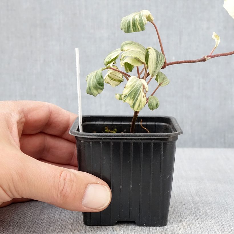 Exemplaar van Hedera Reef Shell - Klimop Kweekpotje van 8/9 cm zoals geleverd in de lente