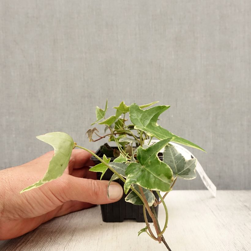 Exemplaar van Hedera Sagittifolia Variegata - Klimop Kweekpotje van 8/9 cm zoals geleverd in de lente
