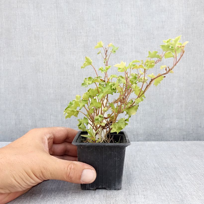 Exemplaar van Hedera Tango - Klimop Kweekpotje van 8/9 cm zoals geleverd in de zomer