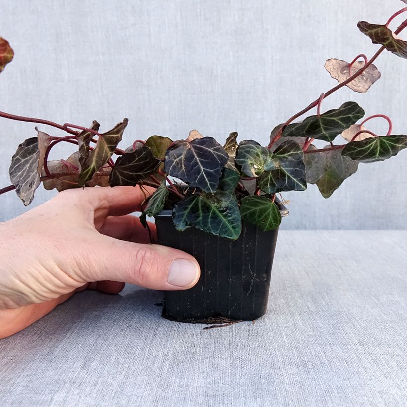 Example of Lierre commun - Hedera helix Woerner Kweekpotje van 8/9 cm as you get in hiver