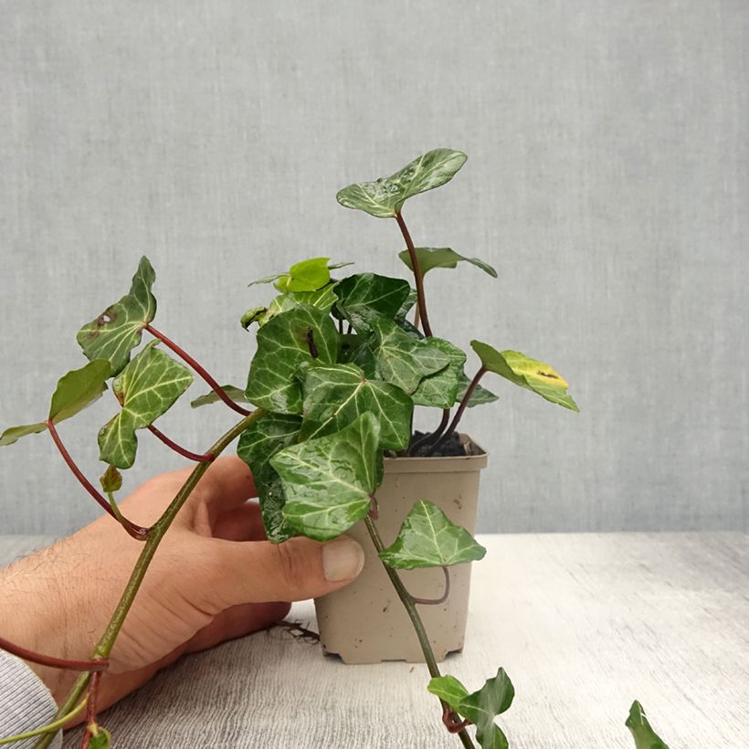 Exemplaar van Hedera Woerner - Klimop Kweekpotje van 8/9 cm zoals geleverd in de lente