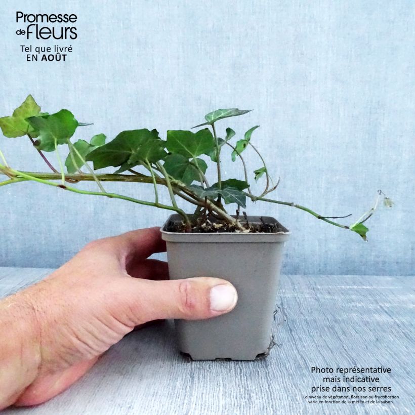 Exemplaar van Hedera Woerner - Klimop Kweekpotje van 8/9 cm zoals geleverd in de zomer