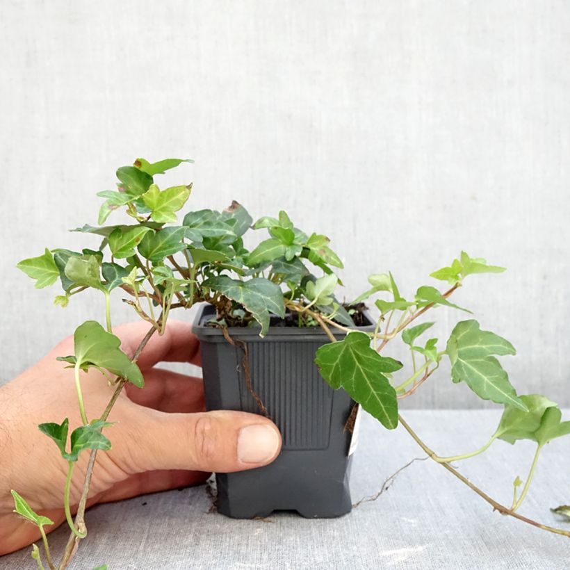 Exemplaar van Hedera Shamrock - Klimop Kweekpotje van 8/9 cm zoals geleverd in de herfst