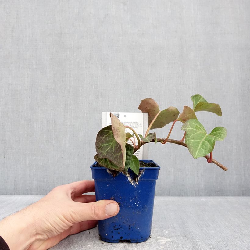 Example of Lierre couvre-sol Hedera Algerian Bellecour® Pot van 1 l/1,5 l as you get in hiver