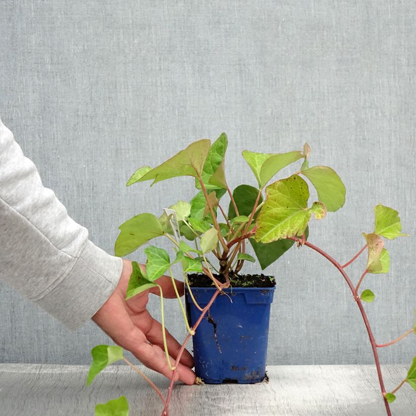 Exemplaar van Hedera Algerian Bellecour - Algerijnse klimop Pot van 1 l/1,5 l zoals geleverd in de zomer