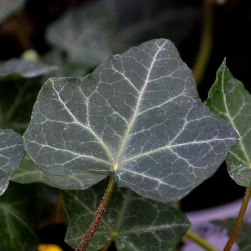 Hedera hibernica - Ierse klimop (Foliage)