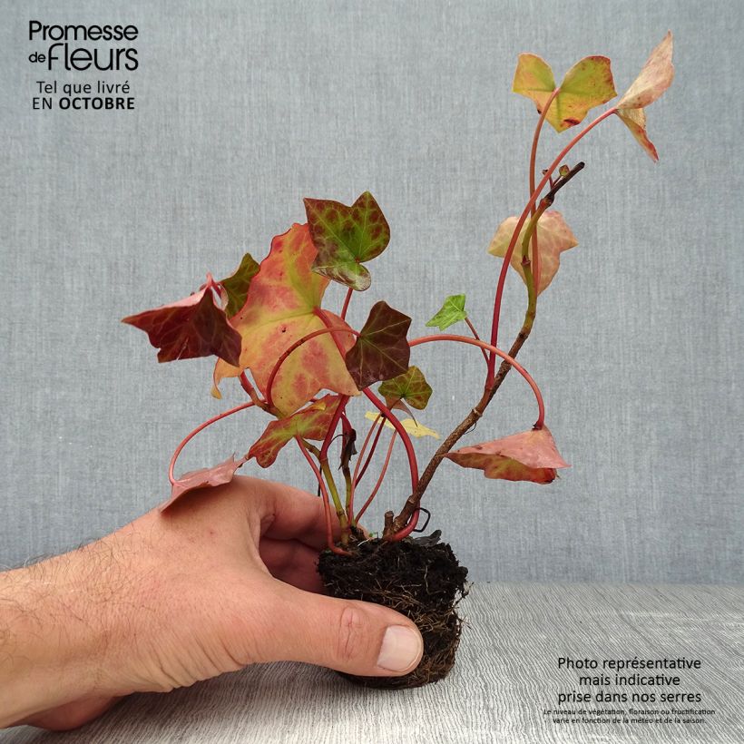 Exemplaar van Hedera hibernica - Ierse klimop Kweekpotje van 8/9 cm zoals geleverd in de herfst