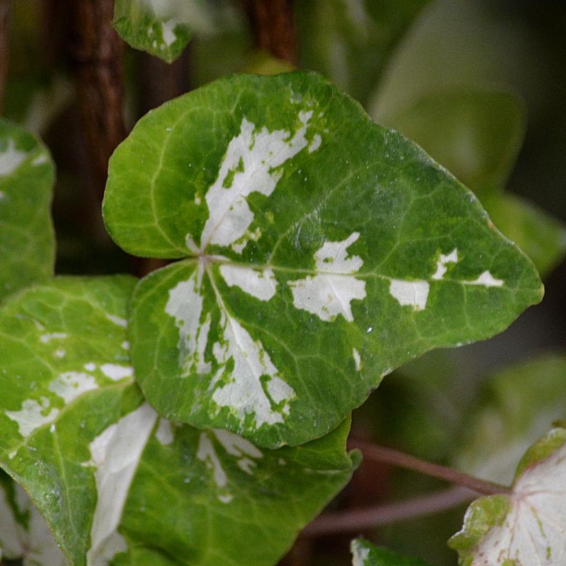 Hedera Kolibri - Klimop (Foliage)