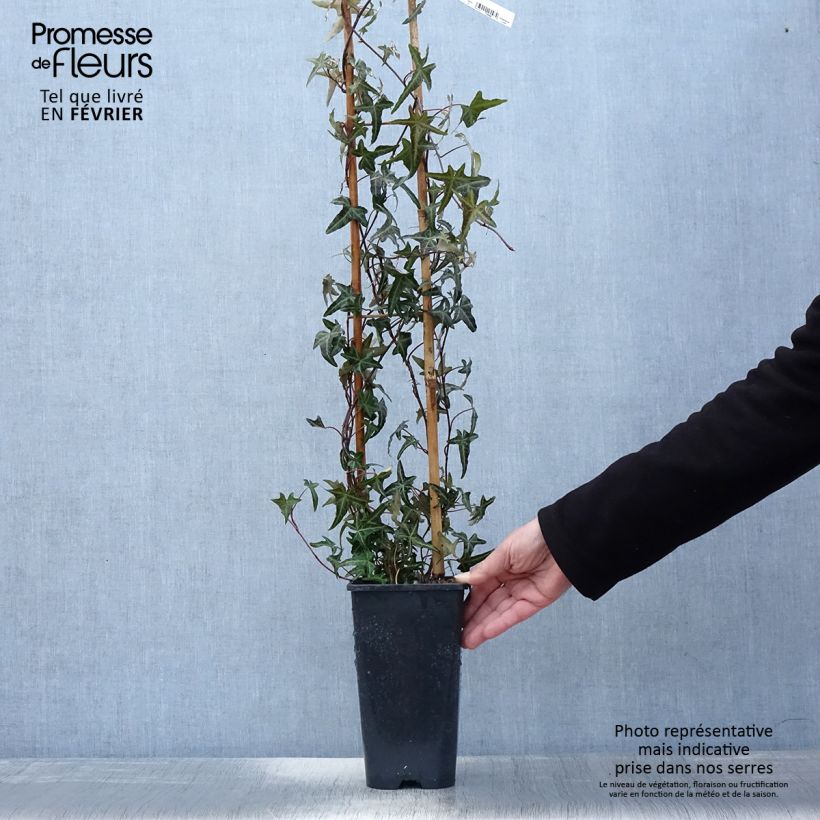 Example of Lierre d'ornement - Hedera helix Sagittifolia Pot van 2 l/3 l as you get in hiver