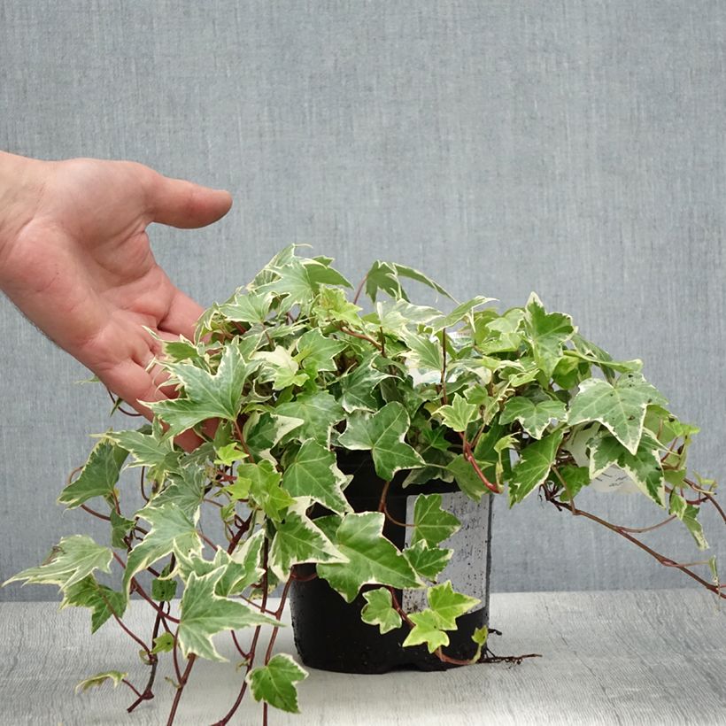 Exemplaar van Hedera White Ripple - Klimop Pot van 1,5 l/2 l zoals geleverd in de zomer