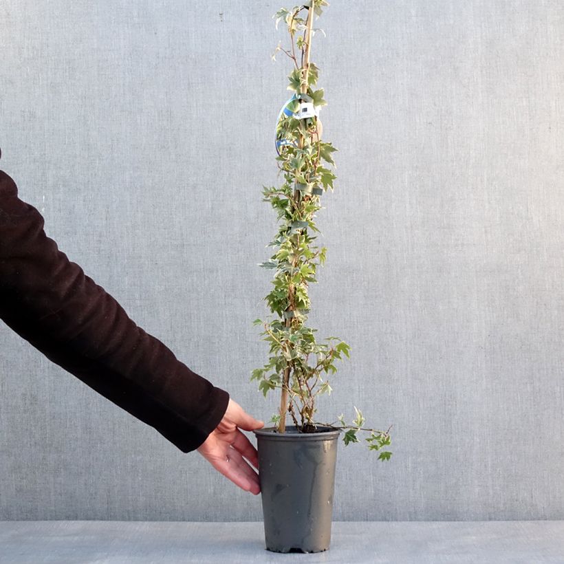 Example of Hedera White Ripple - Klimop Pot van 1,5 l/2 l as you get in hiver