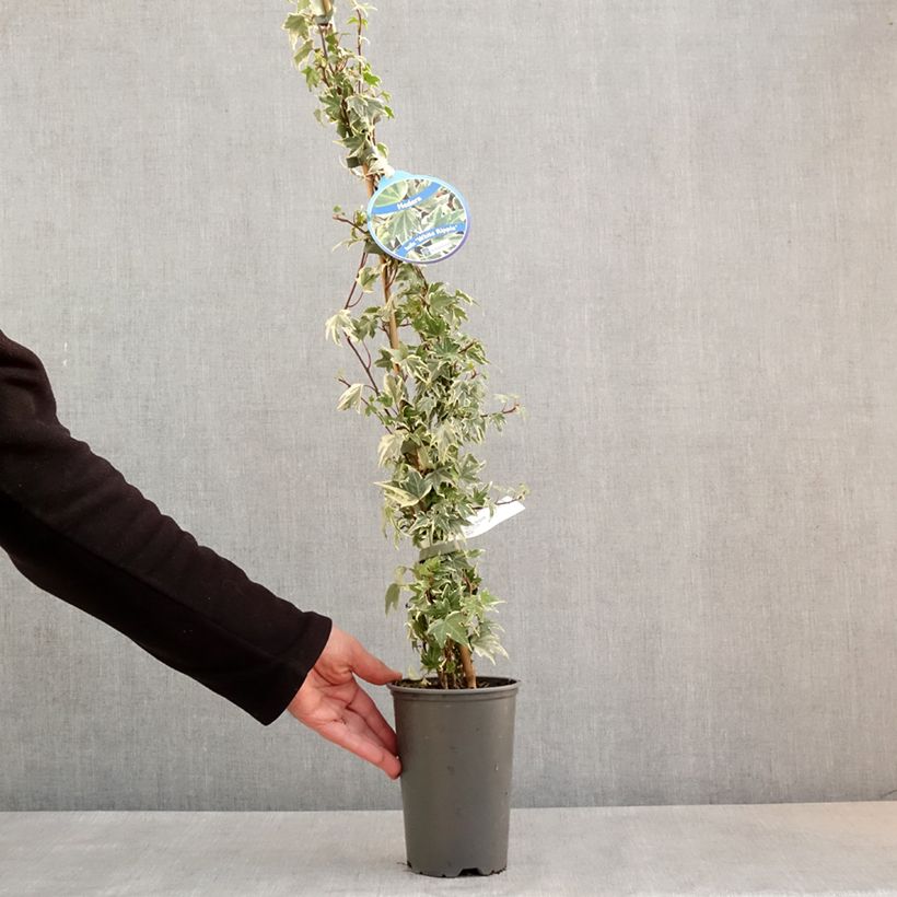 Exemplaar van Hedera White Ripple - Klimop Pot van 1,5 l/2 l zoals geleverd in de lente