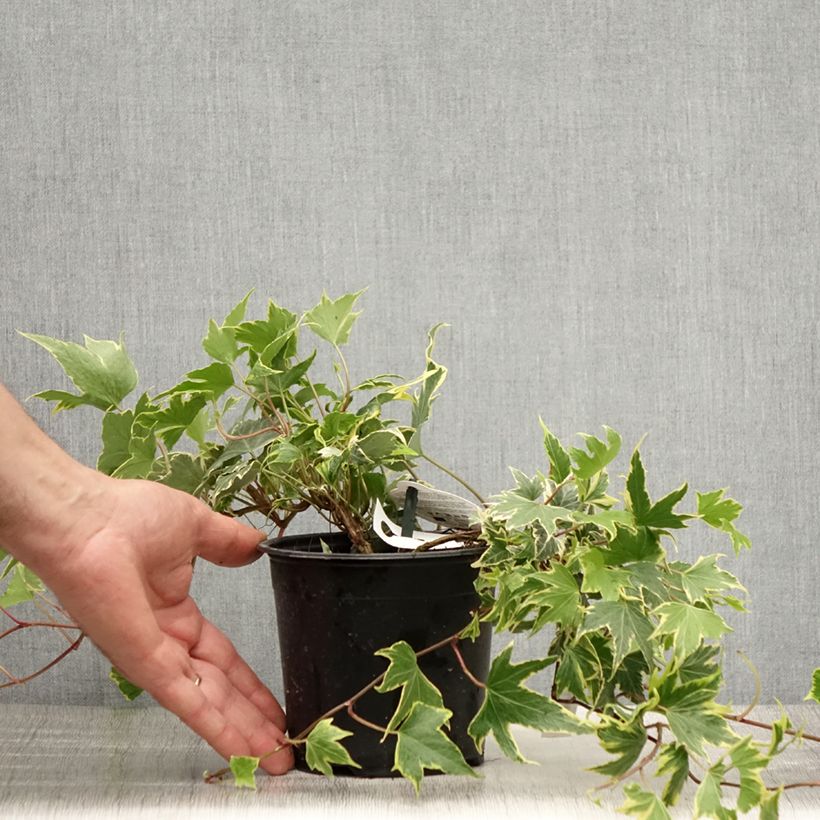 Exemplaar van Hedera Yellow Ripple - Klimop Pot van 1,5 l/2 l zoals geleverd in de zomer