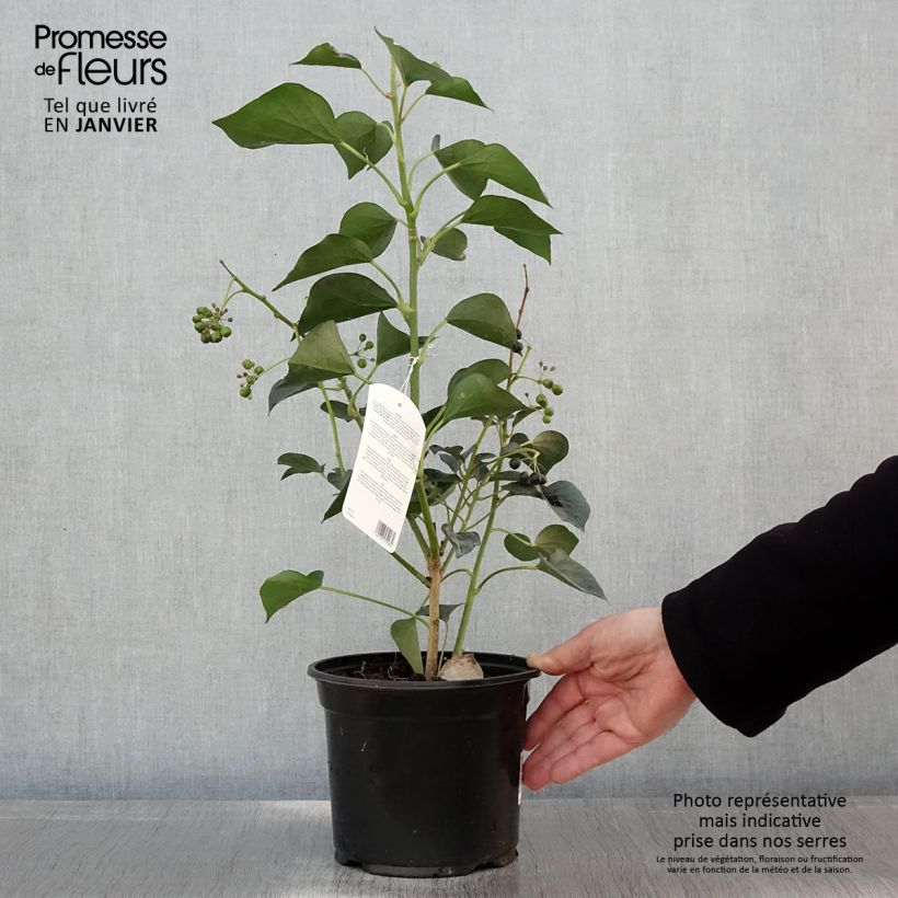 Example of Lierre de Colchide - Hedera colchica Arborescens (Fall Favorite) Pot van 2 l/3 l as you get in hiver
