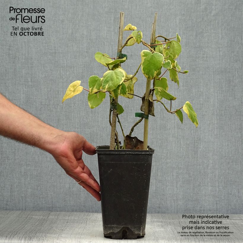 Exemplaar van Hedera colchica Dentata Variegata - Colchische klimop Pot van 2 l/3 l zoals geleverd in de herfst