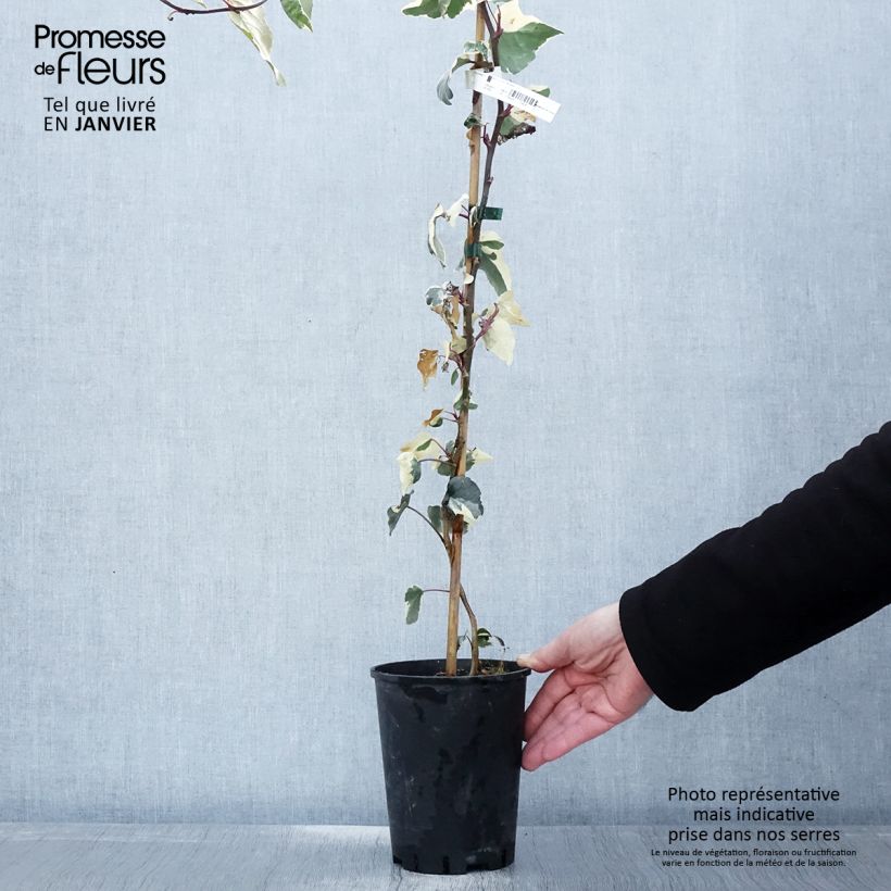 Example of Lierre des Canaries - Hedera algeriensis Gloire de Marengo Pot van 2 l/3 l as you get in hiver