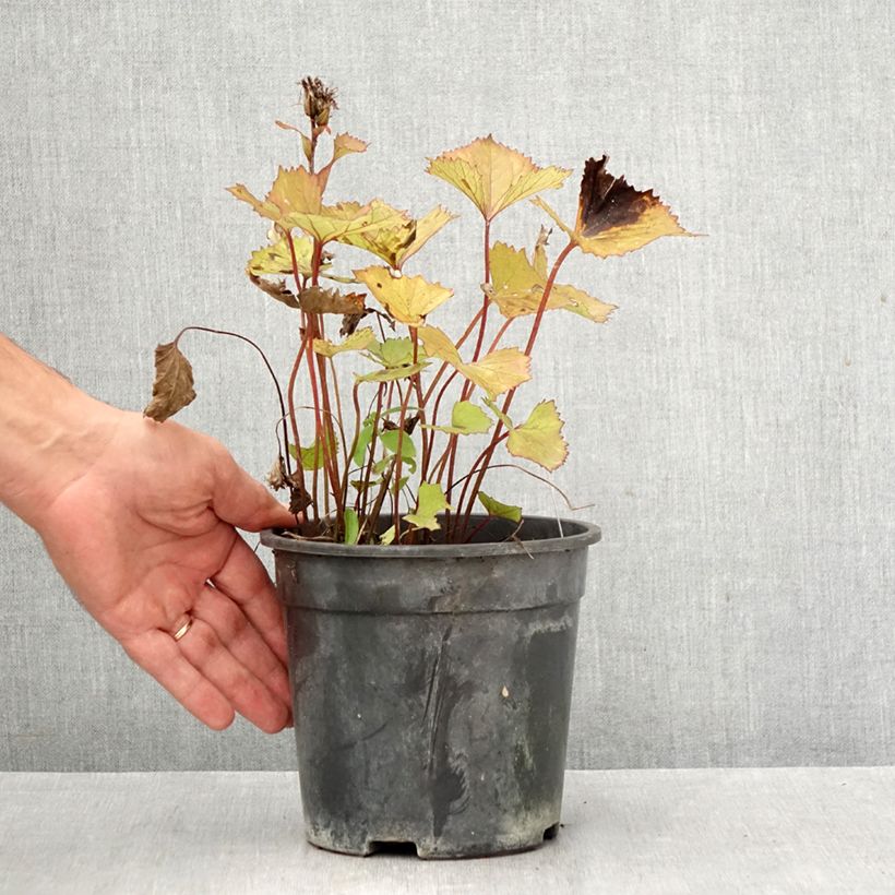 Exemplaar van Ligularia hessei Lanternchen - Kruiskruid Pot van 2 l/3 l zoals geleverd in de herfst