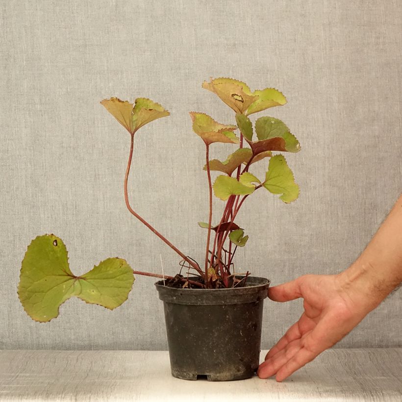 Exemplaar van Ligularia hessei Lanternchen - Kruiskruid Pot van 2 l/3 l zoals geleverd in de zomer