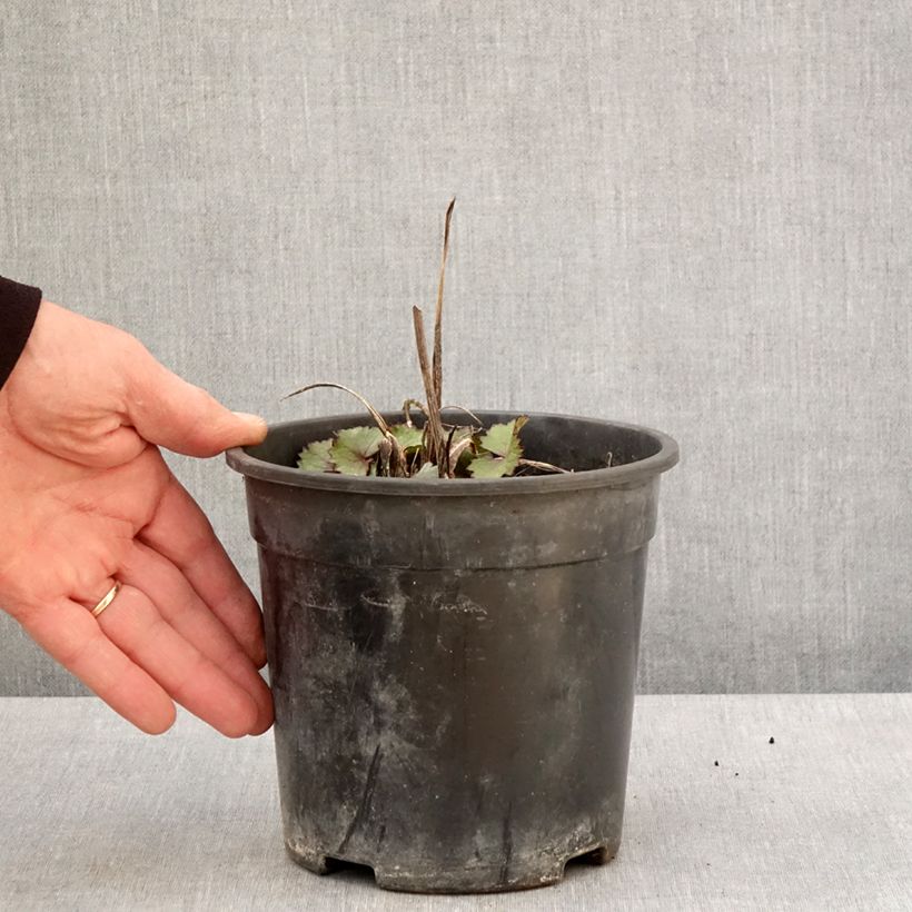 Exemplaar van Ligularia hessei Lanternchen - Kruiskruid Pot van 2 l/3 l zoals geleverd in de lente